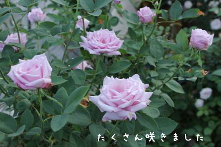 ブルームーン Blue Moon 薔薇の品種別紹介 バラ色たまご