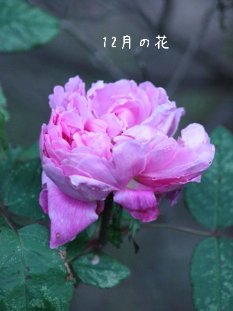 ジャック・カルティエ12月の花