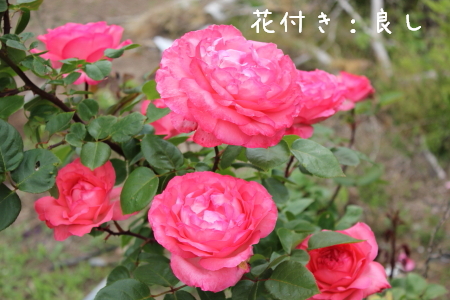 ピンクパンサー Pink Panther 薔薇の品種別紹介 バラ色たまご